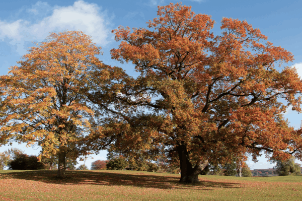 Mature American Beech Tree in Autumn Landscape Mature beech tree with vibrant autumn leaves in a wide open landscape.