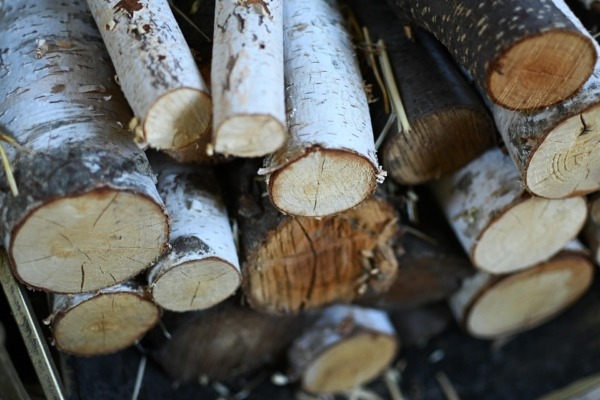 Stacked birch wood logs showing pale bark and fine grain for industrial use.